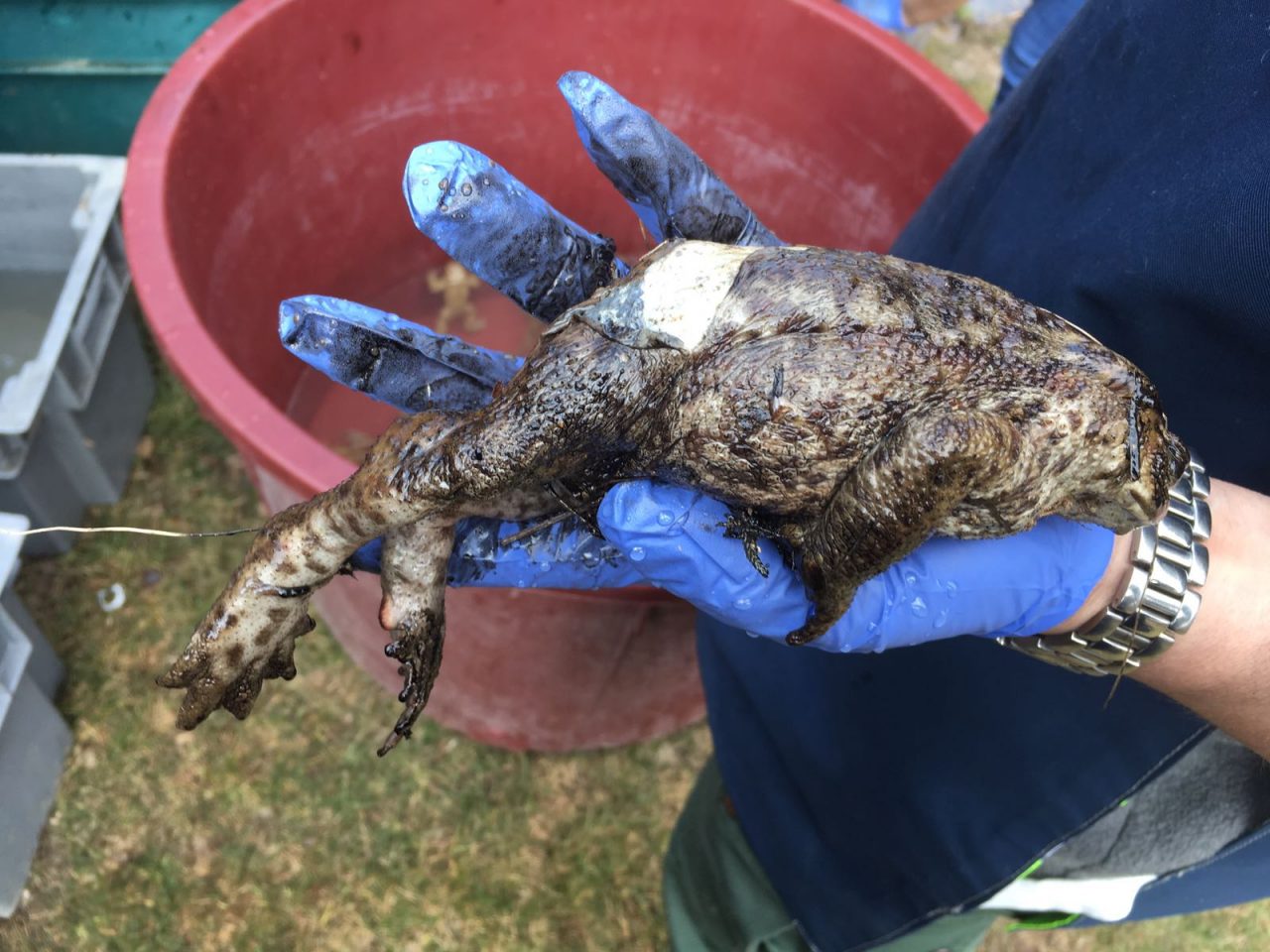Sversato olio in un lago a Serle, disastro ecologico