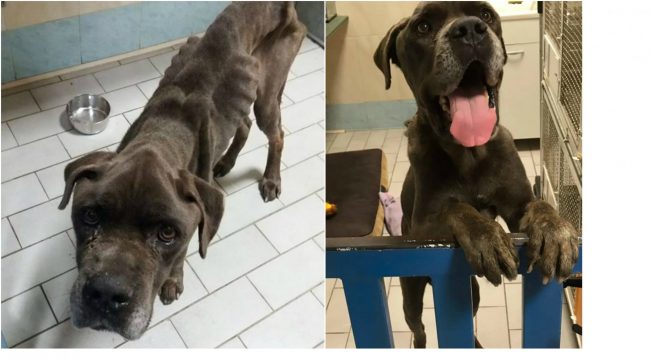 Agricoltore di Orzinuovi accusato di aver maltrattato pesantemente il suo cane