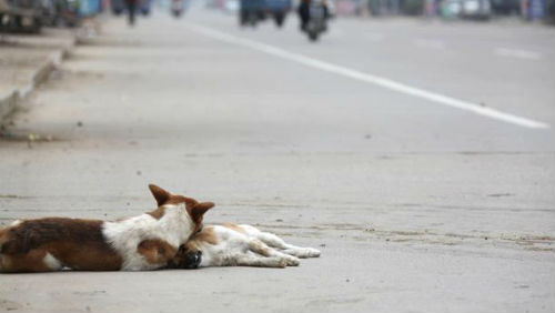 Cane ferito in mezzo alla strada, la compagna al suo fianco lo veglia