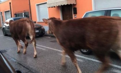 Due mucche a spasso per Castel Goffredo