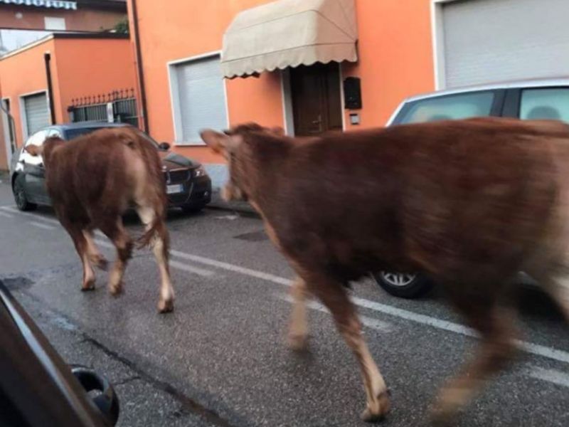 Due mucche a spasso per Castel Goffredo