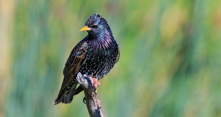 Rolfi chiede deroghe alla caccia ma la Lac Brescia attacca: “Strage di specie protette”