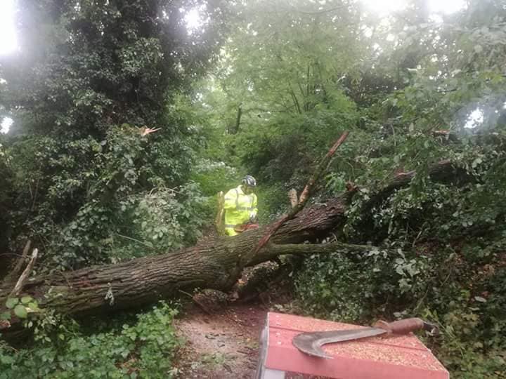Albero caduto per il maltempo interviene la Prociv di Castenedolo