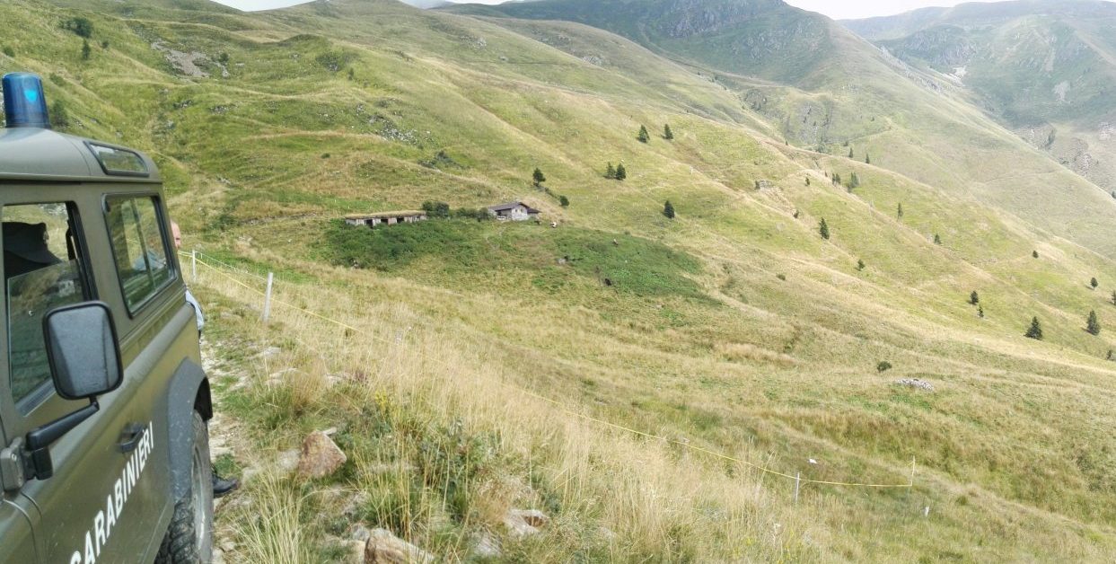 Denunciati tre allevatori bresciani per truffa aggravata