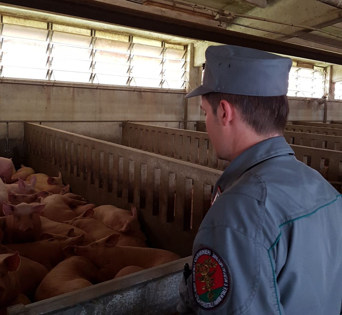 Denunciato allevatore: troppi suini ammassati nell’allevamento