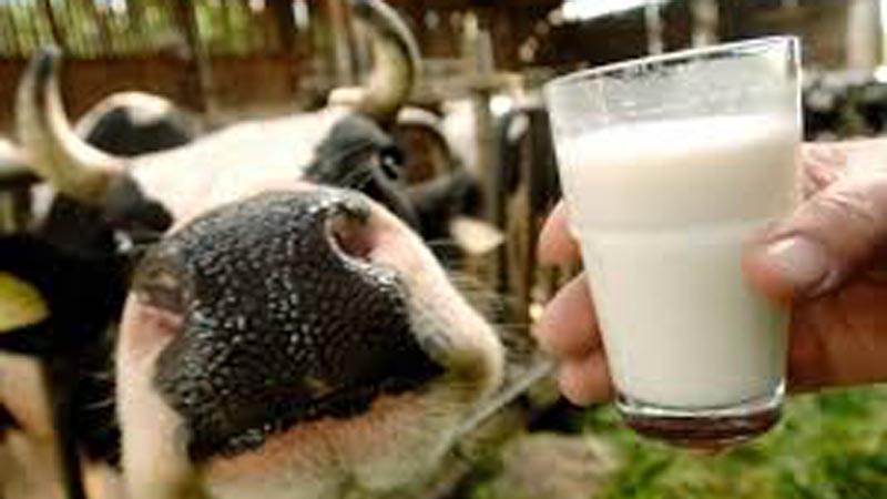 Quote latte fatali: indagine per truffa a Brescia su 37 allevatori