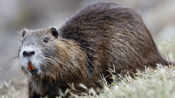 Emergenza nutrie in Lombardia, sindaco shock: “Mangiamole”