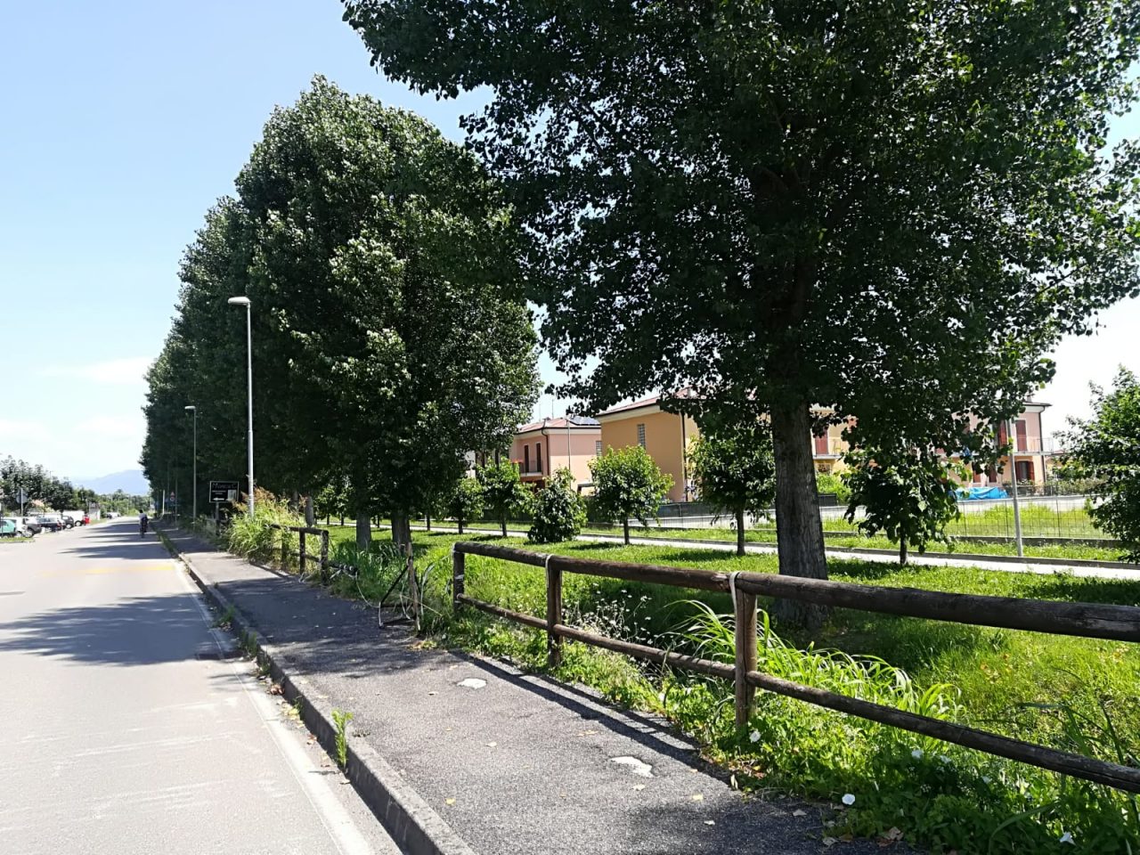 Nuovi alberi in programma ad Azzano Mella