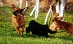 Deiezioni canine non raccolte in centro a Iseo: due multati