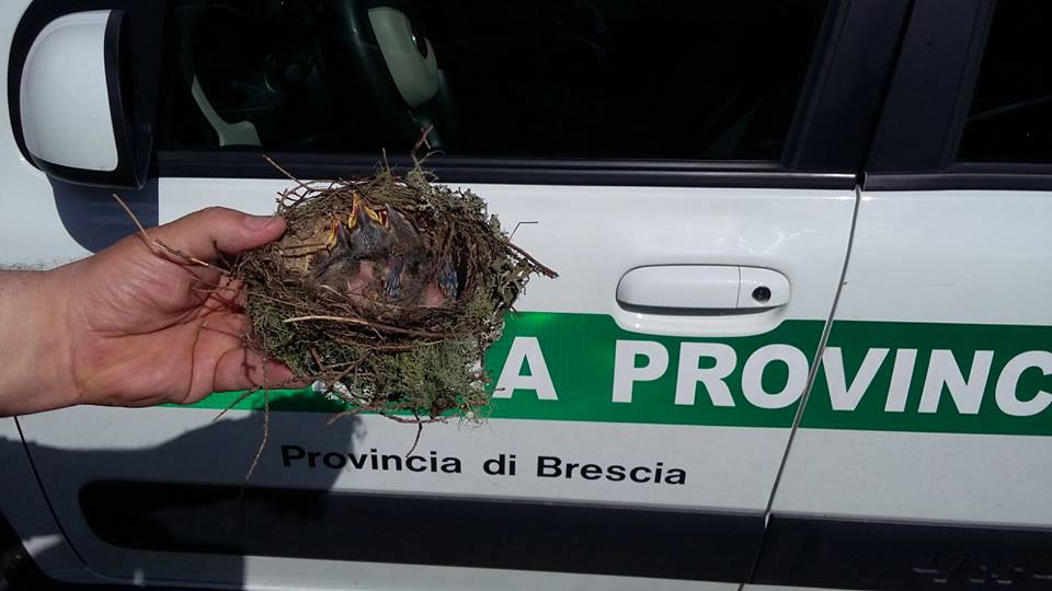 Ancora bracconaggio in Valle Camonica