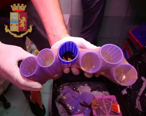 Scambio di valigie in aeroporto: dentro trova settanta uccelli rari