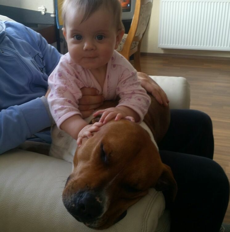 Sbranata da due pittbull: cinque imputati per la morte di Valeria Zikaj