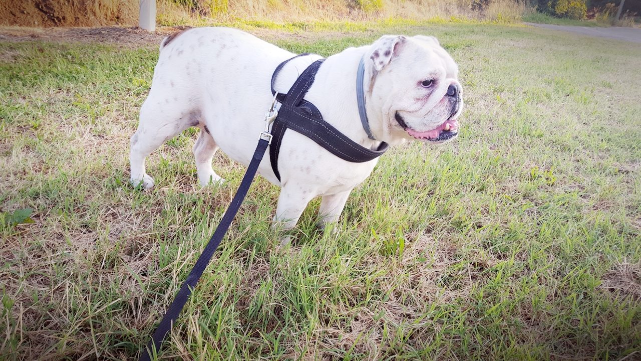 Area cani, il via alla raccolta firme a Orzivecchi