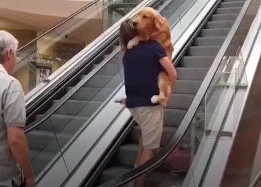 Il cane Google ha paura delle scale mobili e diventa virale sul Web