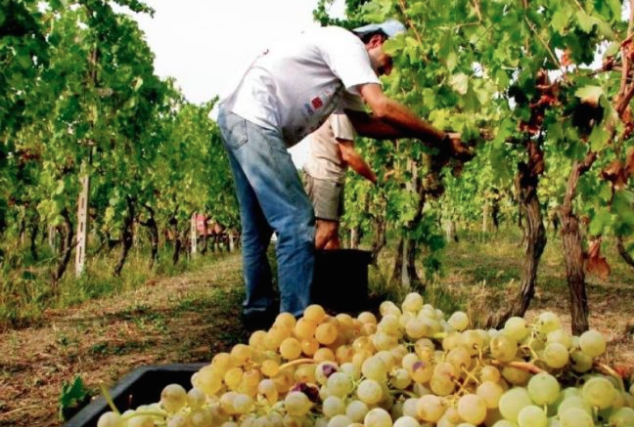 Voucher lavoro: ritornano dopo 10 anni dal loro ingresso in Italia