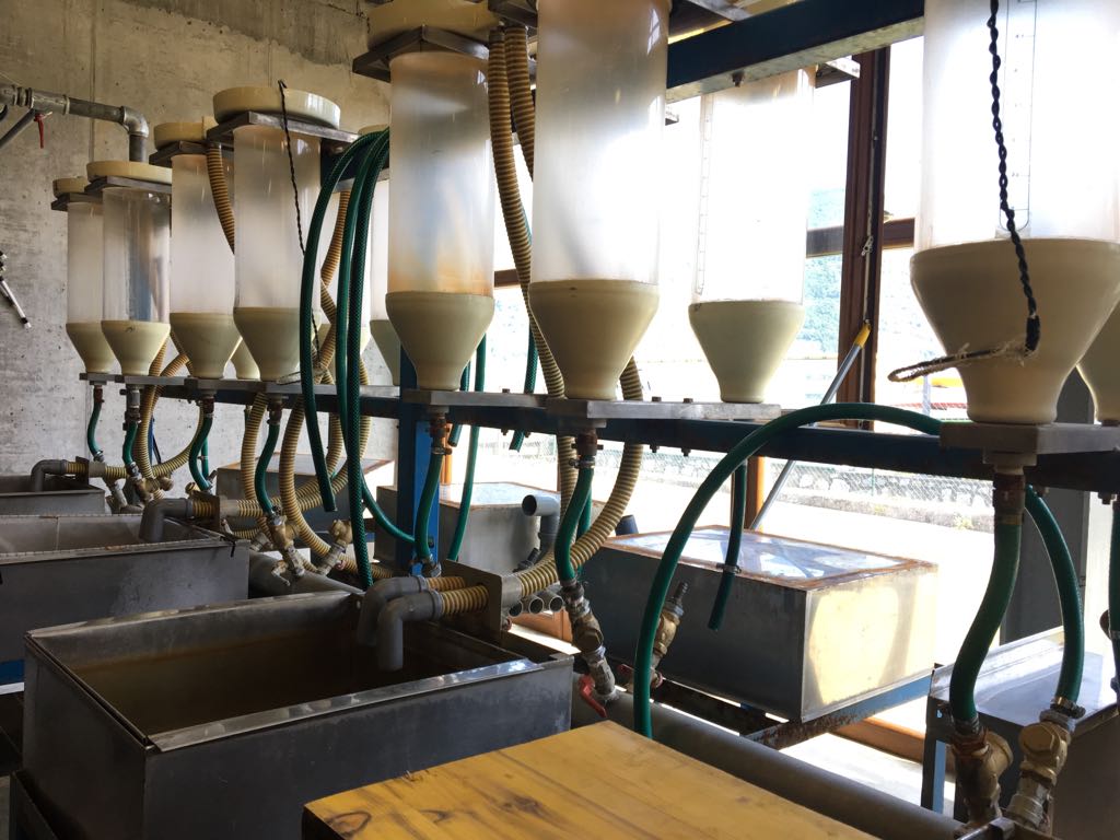 A Clusane sono nate le tinche (al forno) del futuro VIDEO