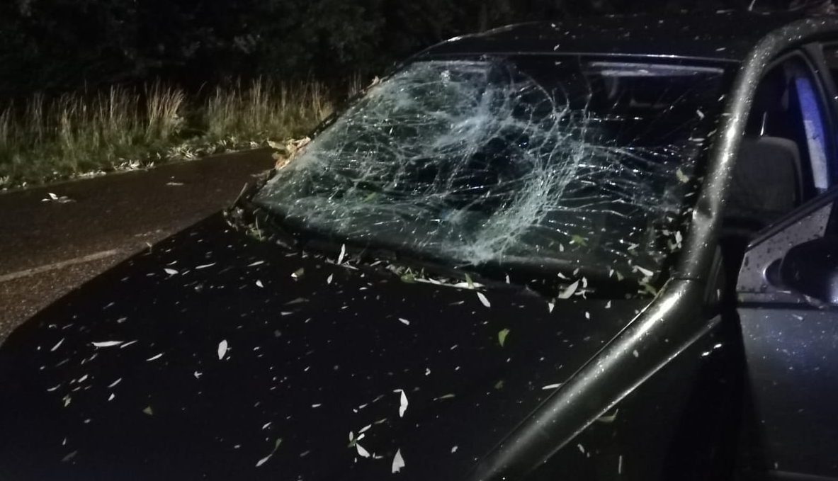 Piante sfondano un’auto, a Iseo