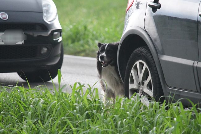 Il cane veglia il suo padrone morto nell’incidente