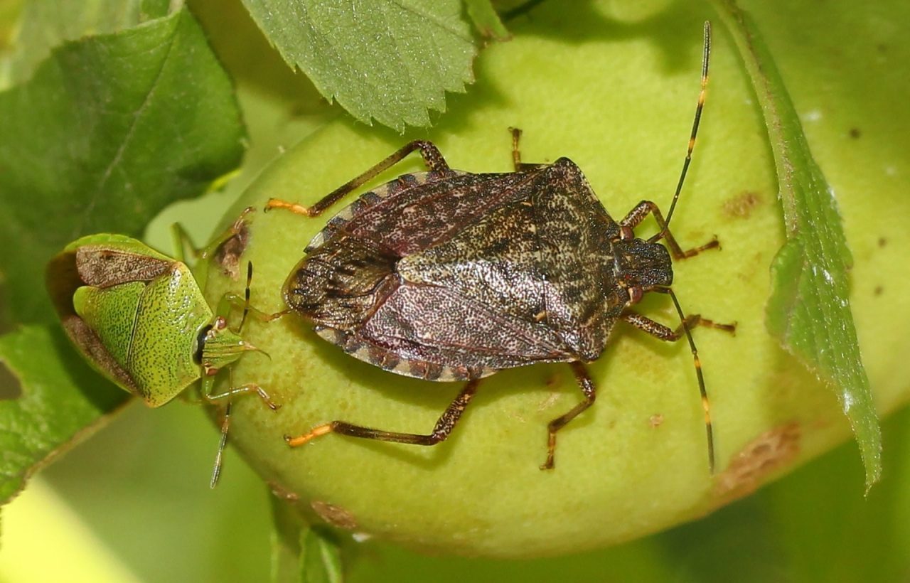 Invasione di cimici: danni per 12 milioni tra Mantova, Brescia e Cremona
