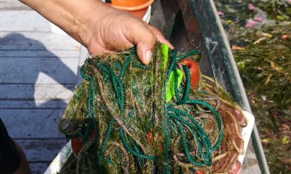 Emergenza micro alghe: il lago d'Iseo è saturo