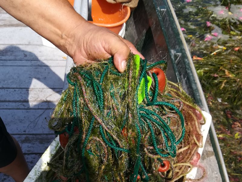 Emergenza micro alghe: il lago d’Iseo è saturo
