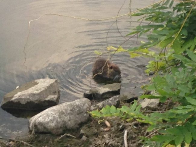 Emergenzia nutrie: da Regione Lombardia più fondi per eradicarle