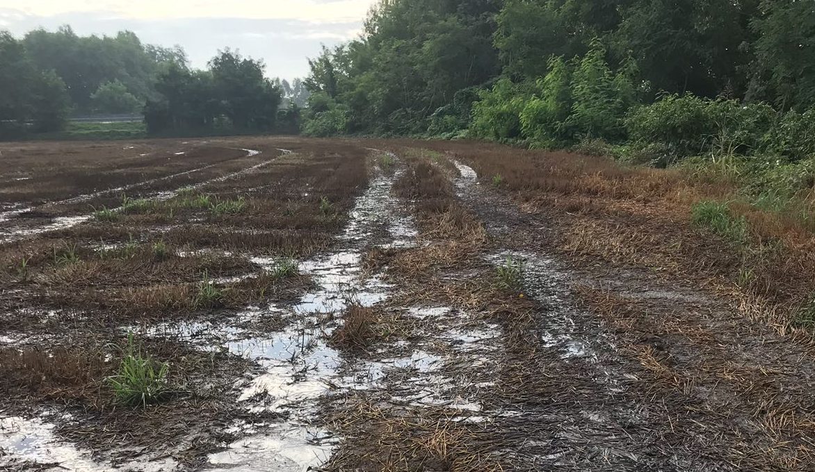 San Gervasio moria di pesci nella roggia scatta il penale