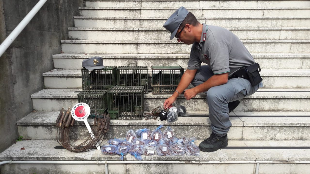 210 animali protetti nel freezer, denunciato 80enne
