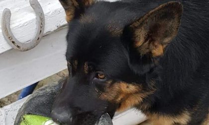 Cane ucciso a bastonate: taglia di 10mila euro sul carnefice