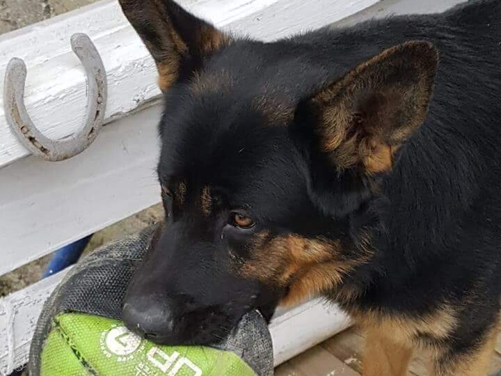 Cane ucciso a bastonate: taglia di 10mila euro sul carnefice