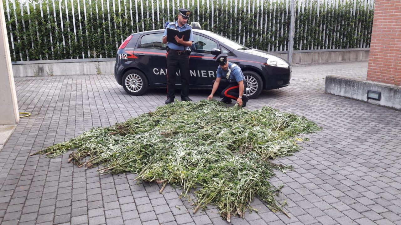 150 piante di marijuana nascoste fra il granturco