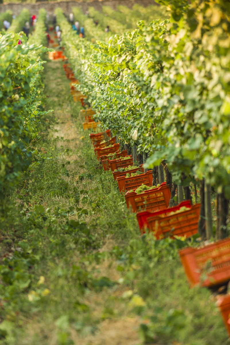 Coronavirus e vino, fatturato bresciano in calo del 90 per cento