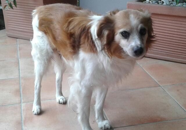 Smarrito Briciola mascotte di San Donato a Rovato