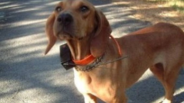 Abusi sugli animali: fermati due addestratori a Dello e Quinzano