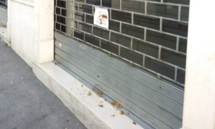 Cacca sulle vetrine del negozio: vandali a Travagliato