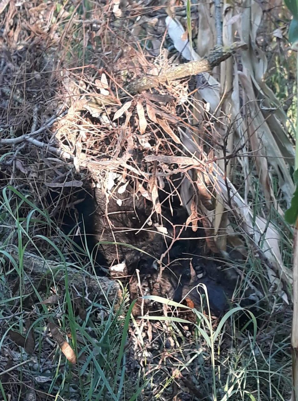 Morto il cane Kuma, massacrato