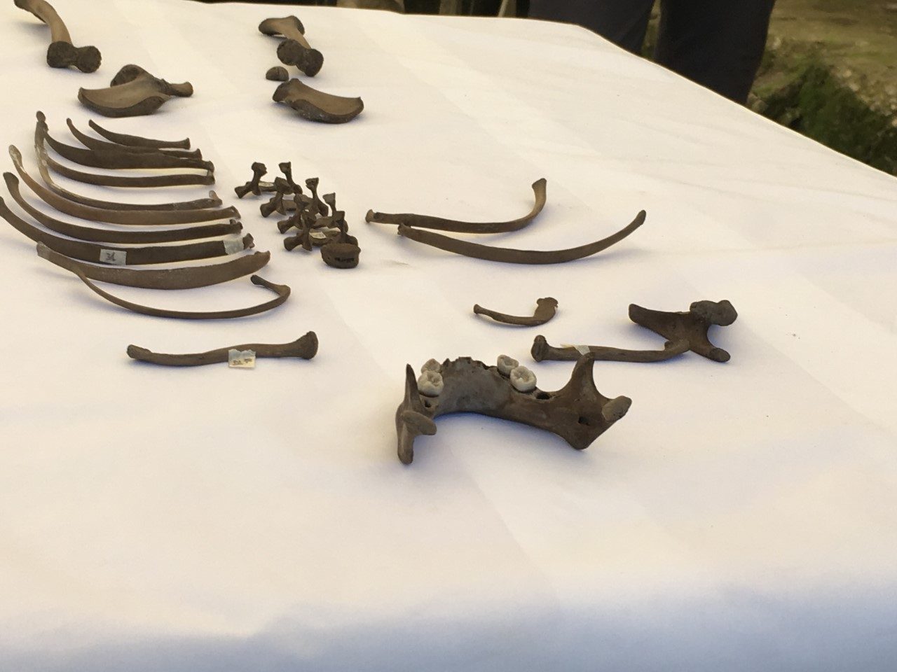 Scavi al Lucone: trovate ossa di un bambino risalenti a 4000 anni fa