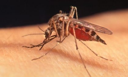 West Nile virus 2018: la febbre fa la quinta vittima
