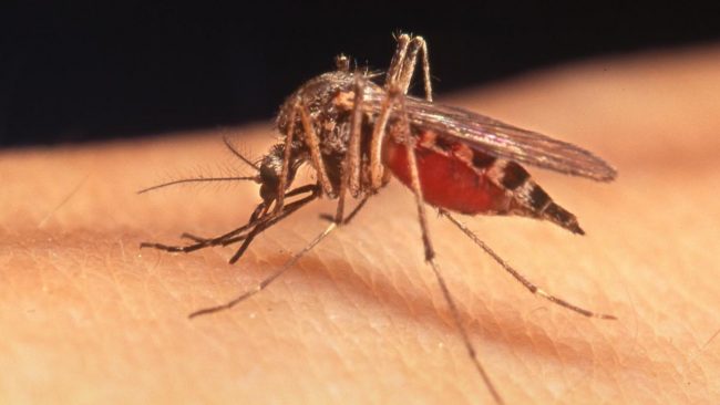 West Nile, un 73enne colpito dal virus
