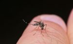 Virus West Nile: un altro decesso