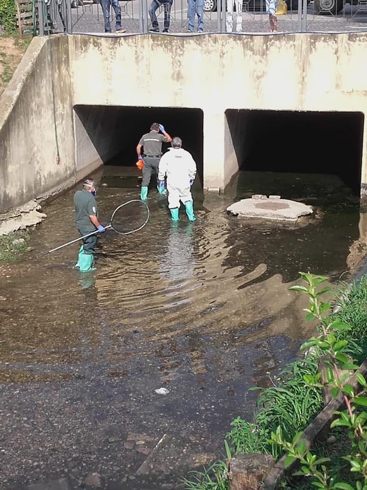 Allarme polmonite, al via i controlli sulle anatre morte a Carpenedolo