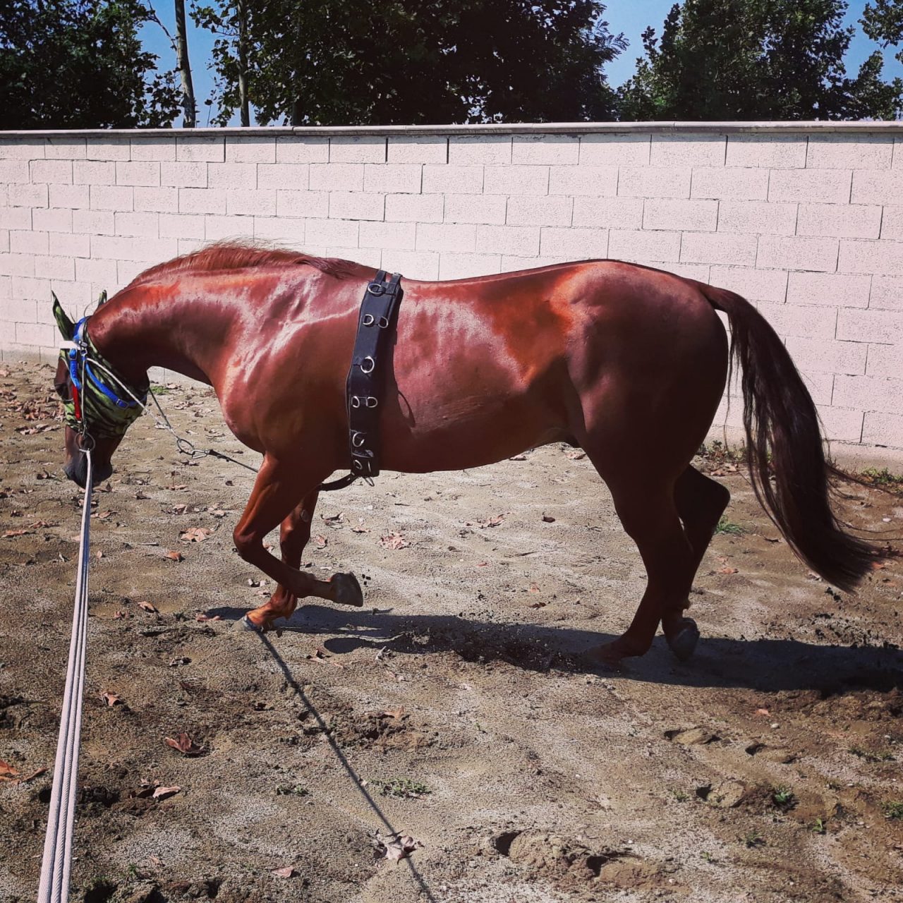 Il virus West Nile uccide un cavallo a Roccafranca