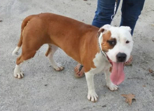 Pignorano azienda monteclarense e mettono all’asta i cani