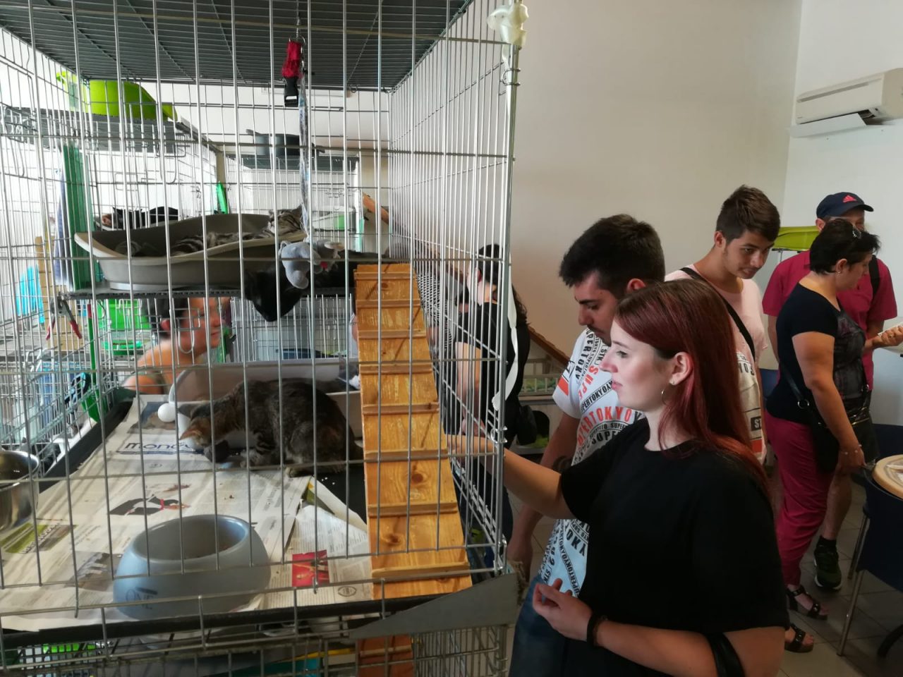 Successo per l’open day al gattile di Capriano