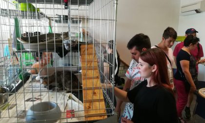 Successo per l’open day al gattile di Capriano