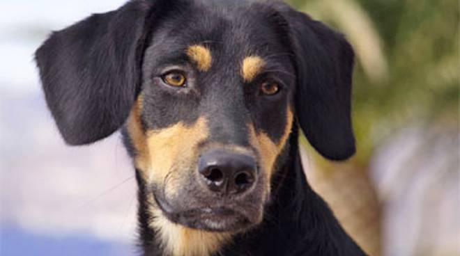 Patentino per proprietari di cani: a Chiari il corso di formazione gratuita