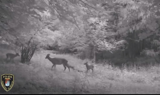 Cervi con il piccolo VIDEO dalle Tre Valli