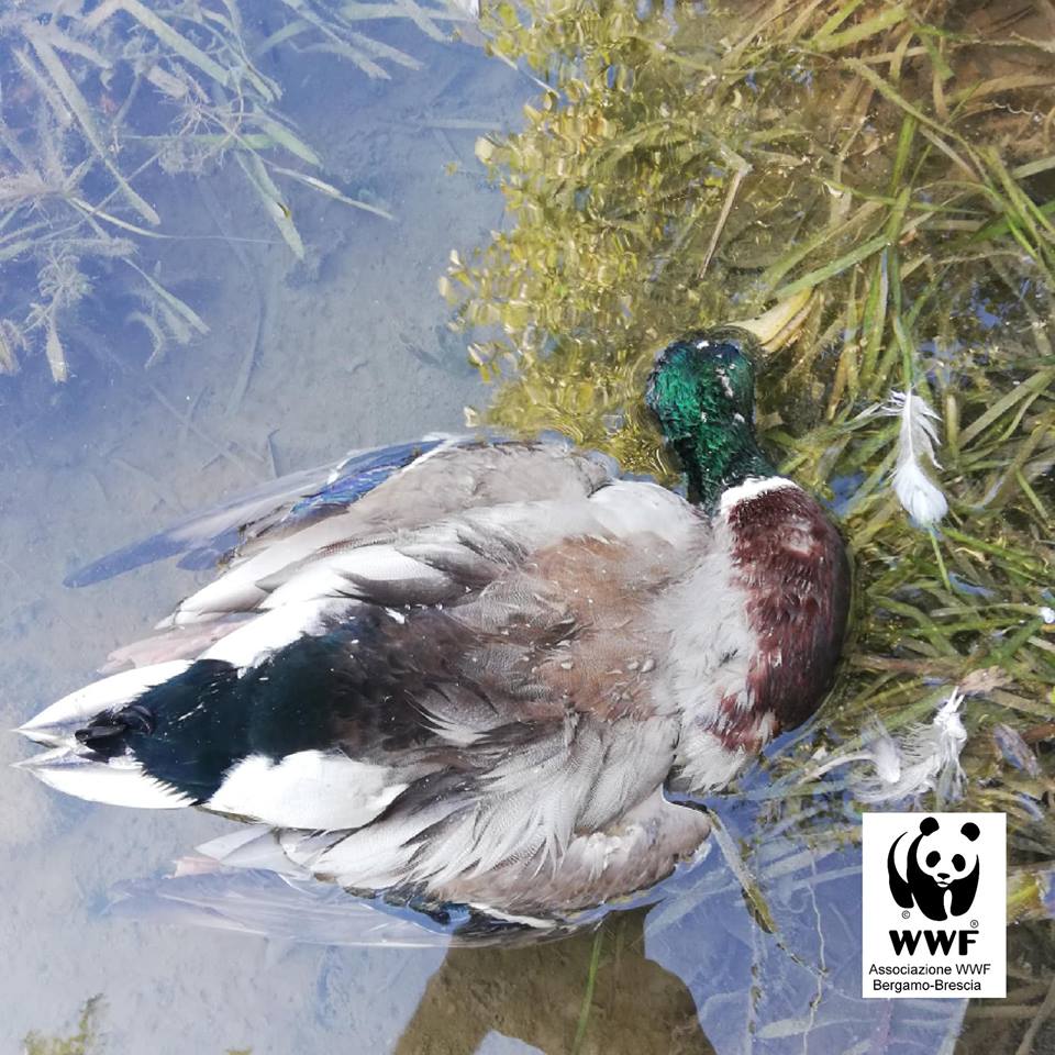 Casi di morti sospette a Sirmione vittima la fauna selvatica