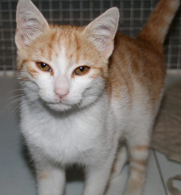 Gattino abbandonato sull’A8 cerca casa