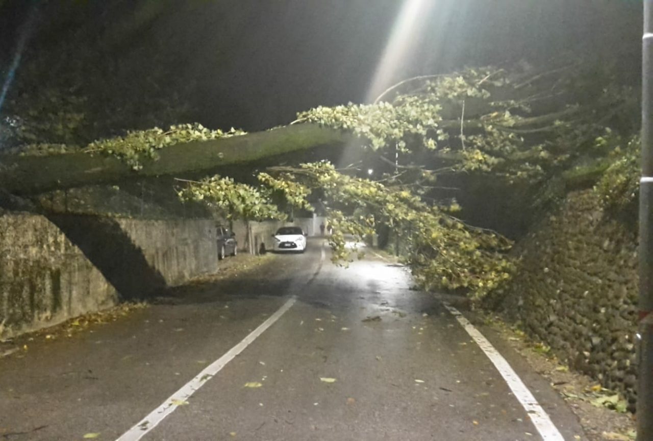 Albero abbattuto a causa del maltempo in via Cava